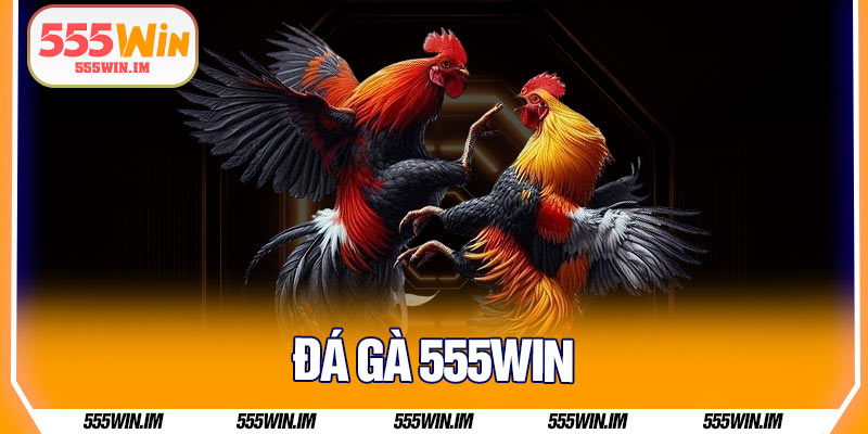 Đá Gà 555Win